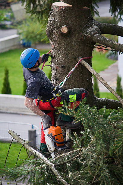 Merrillville, IN Tree Removal Company